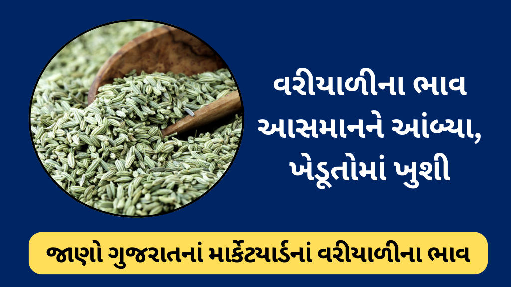Fennel Seeds Rate Today